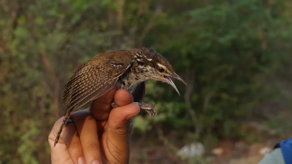 斑苇鹪鹩(Thryophilus pleurostictus)