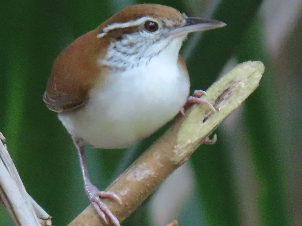 棕白苇鹪鹩(Thryophilus rufalbus)