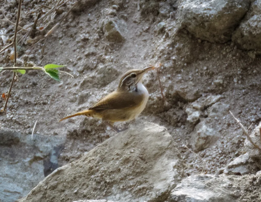 淡脸苇鹪鹩(Thryophilus sernai)