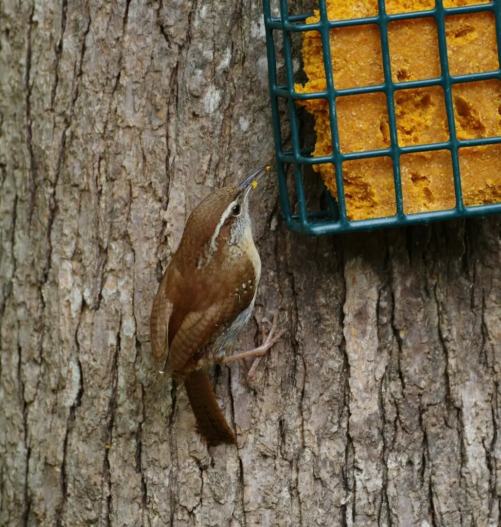 卡罗苇鹪鹩(Thryothorus ludovicianus)