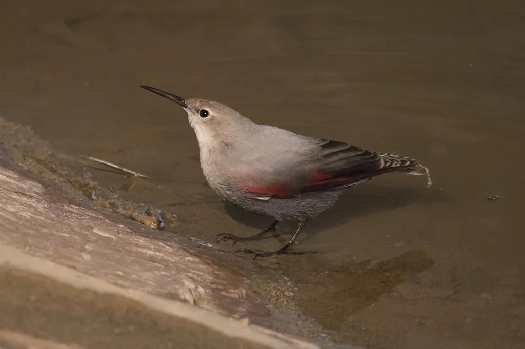 红翅旋壁雀(Tichodroma muraria)