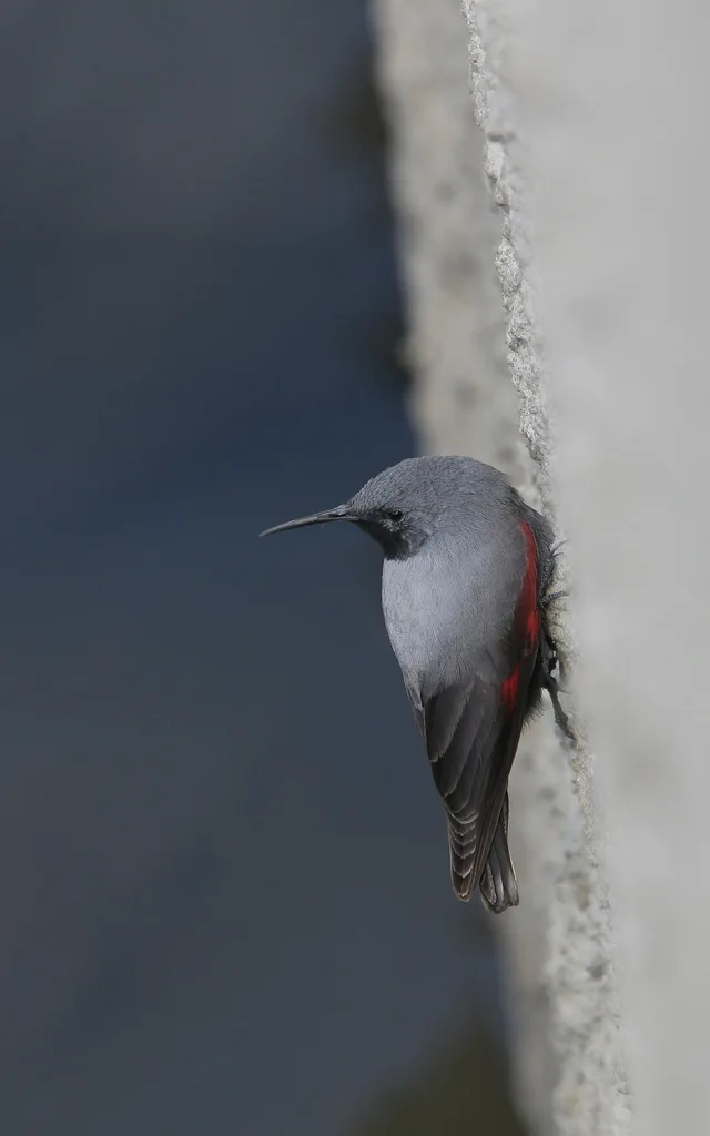 红翅旋壁雀(Tichodroma muraria)