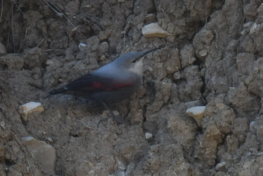 红翅旋壁雀(Tichodroma muraria)