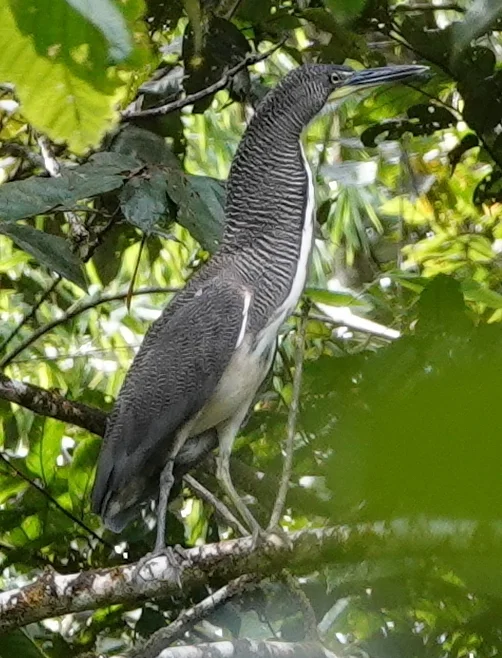 横纹虎鹭(Tigrisoma fasciatum)