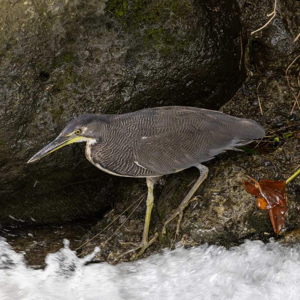 横纹虎鹭(Tigrisoma fasciatum)