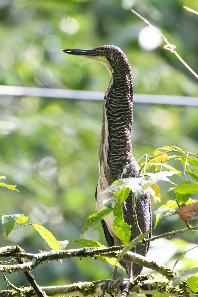 横纹虎鹭(Tigrisoma fasciatum)