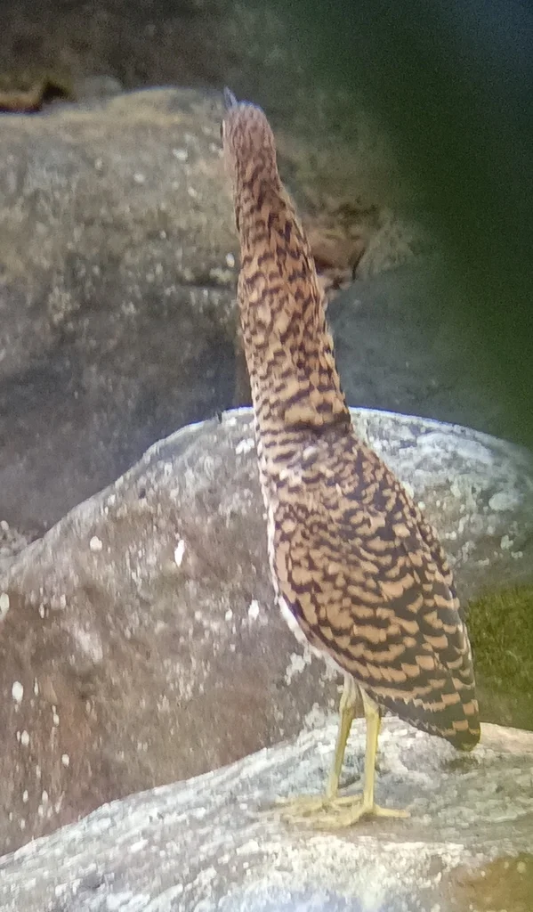 横纹虎鹭(Tigrisoma fasciatum)