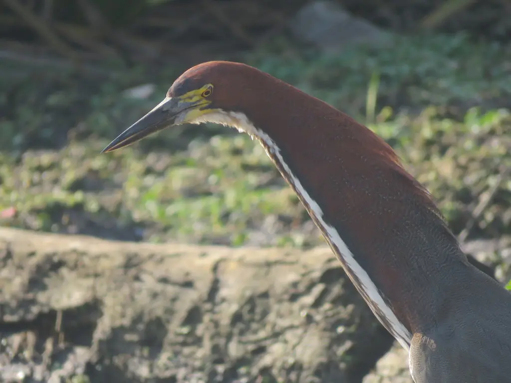 栗虎鹭(Tigrisoma lineatum)
