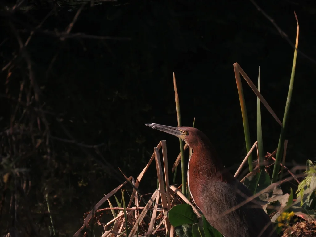 栗虎鹭(Tigrisoma lineatum)