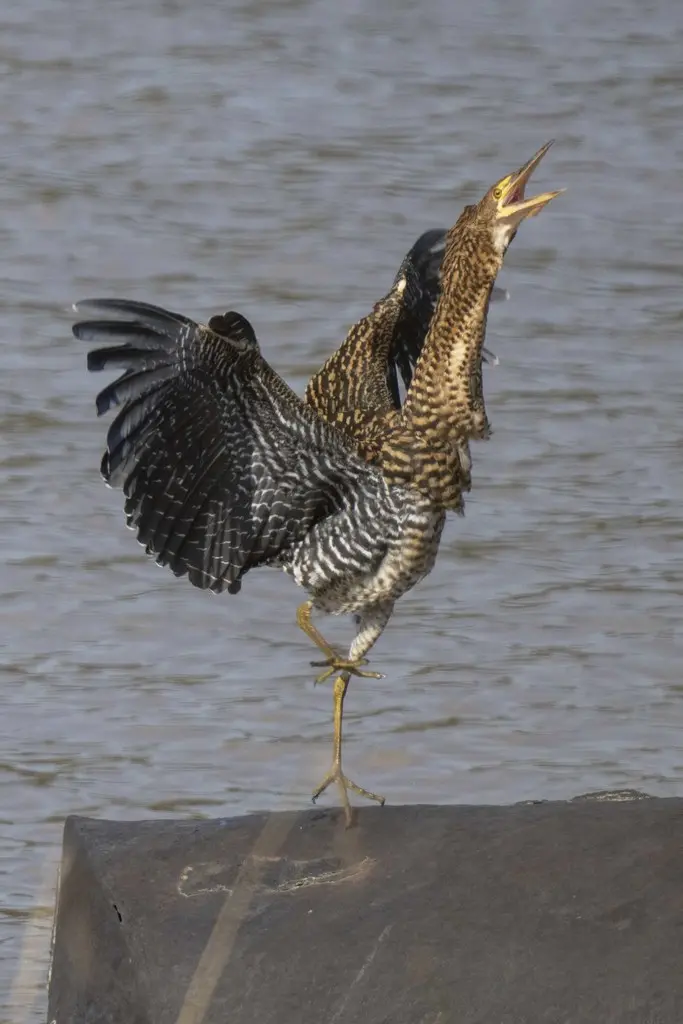 栗虎鹭(Tigrisoma lineatum)