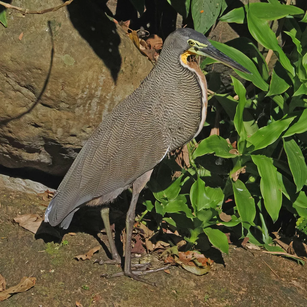 裸喉虎鹭(Tigrisoma mexicanum)