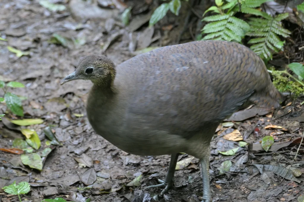 孤䳍(Tinamus solitarius)