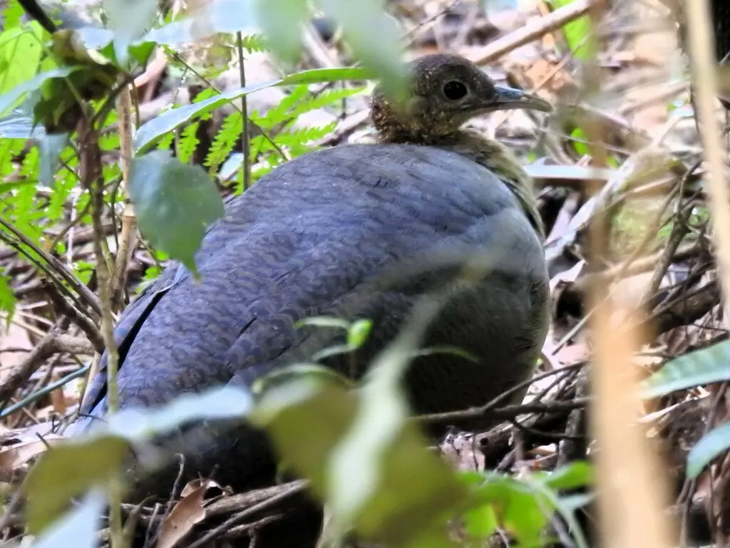 孤䳍(Tinamus solitarius)