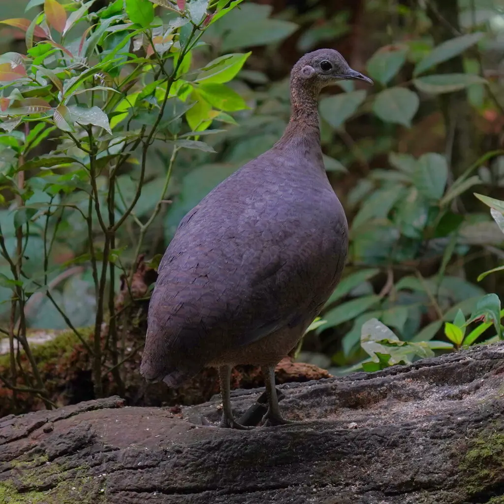 孤䳍(Tinamus solitarius)