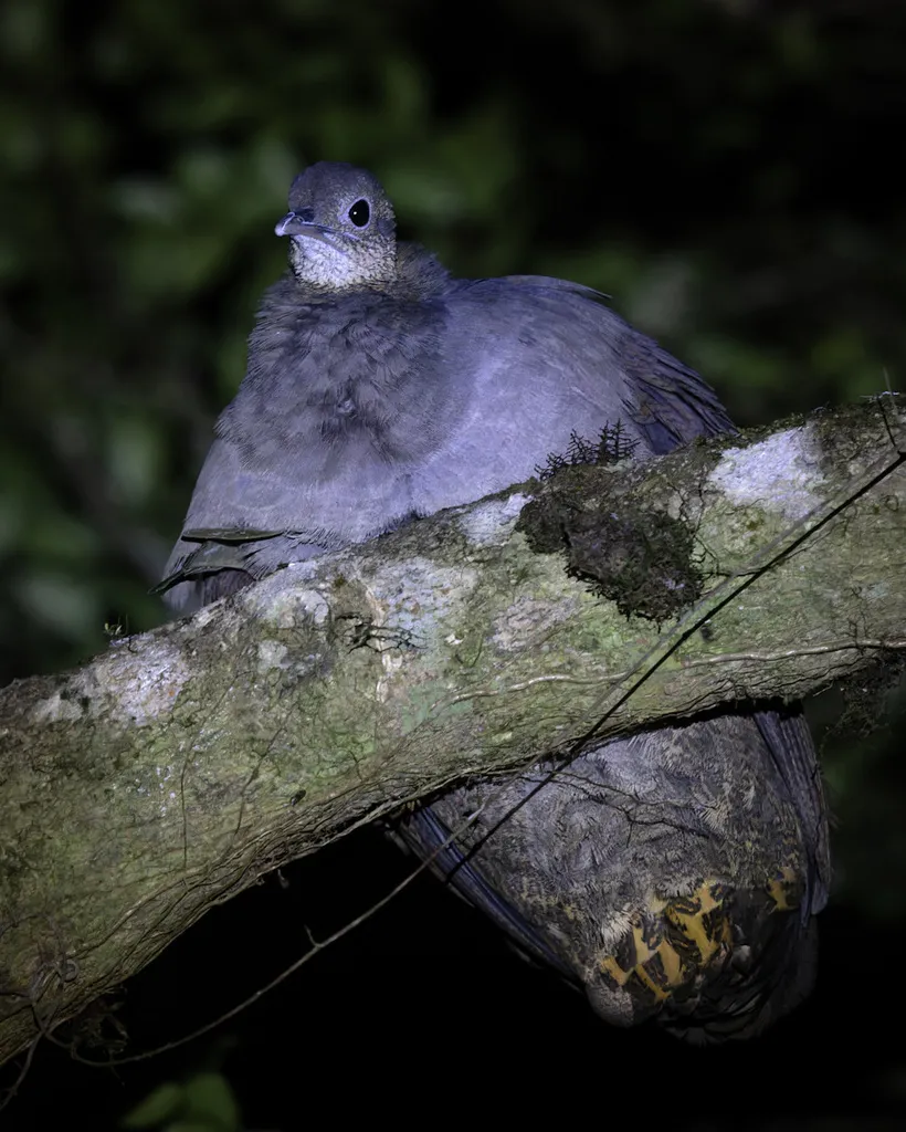 孤䳍(Tinamus solitarius)