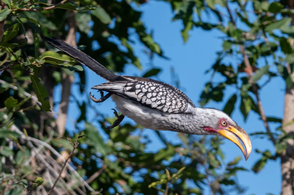 南黄弯嘴犀鸟(Tockus leucomelas)