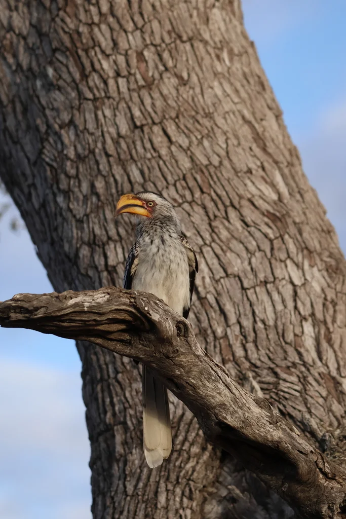 南黄弯嘴犀鸟(Tockus leucomelas)