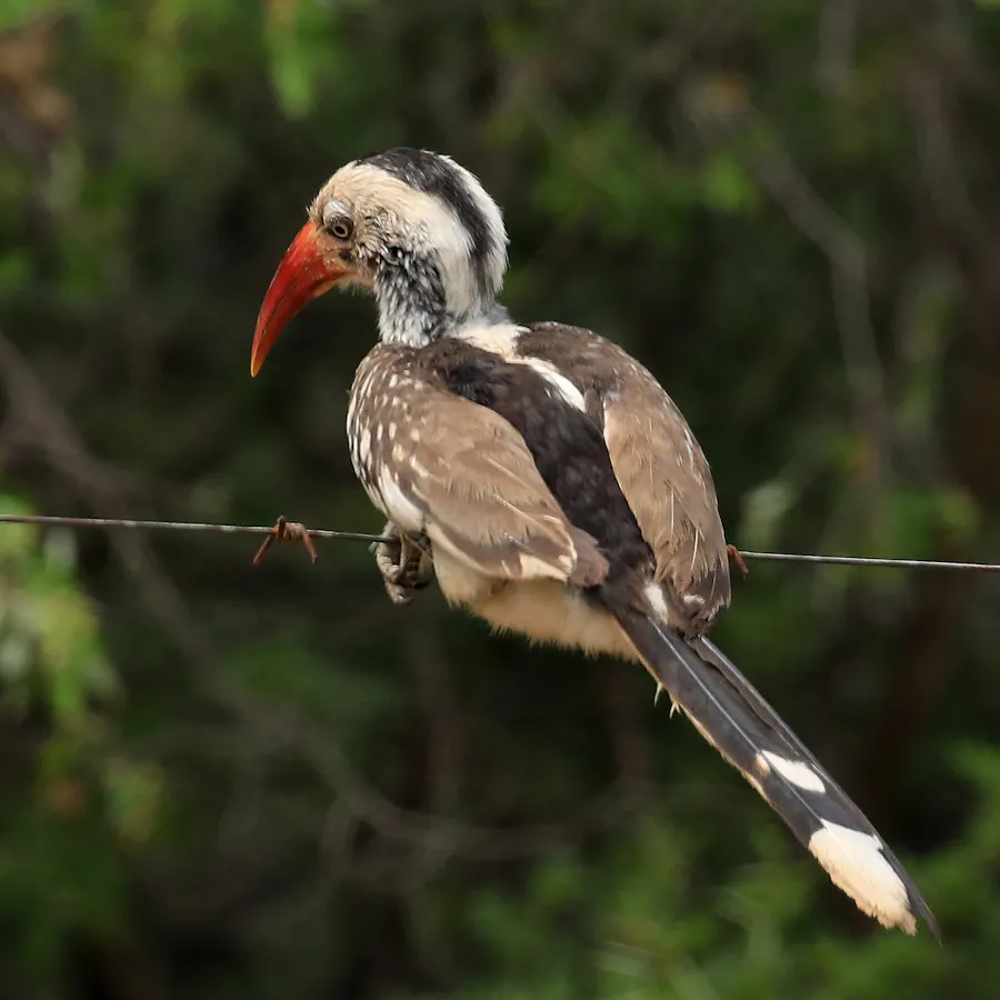 南红嘴犀鸟(Tockus rufirostris)