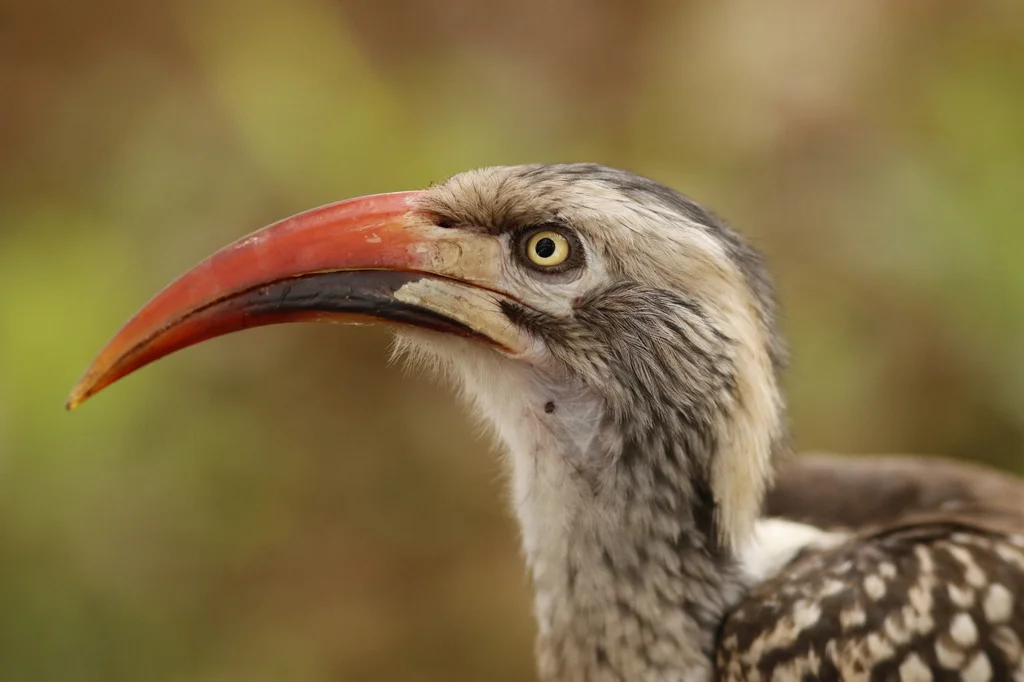 南红嘴犀鸟(Tockus rufirostris)