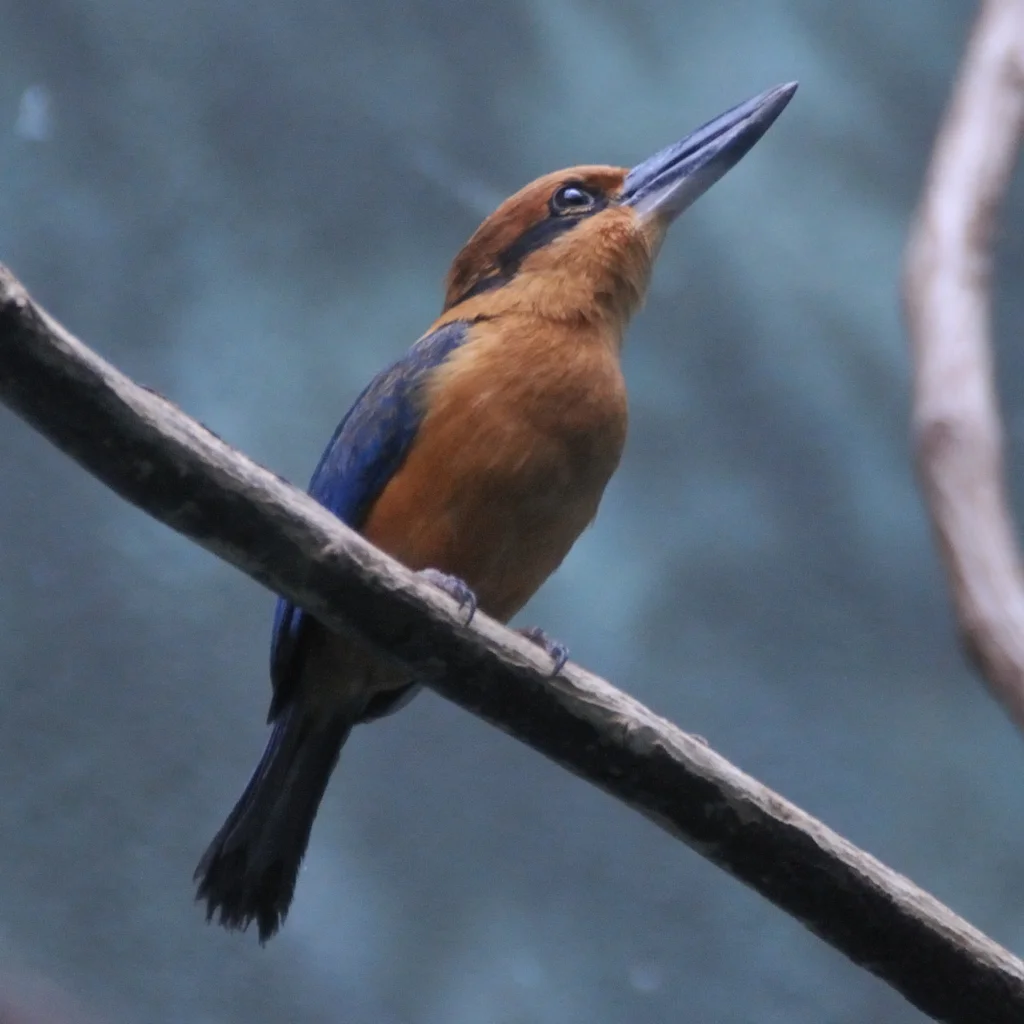 桂红翡翠(Todiramphus cinnamominus)
