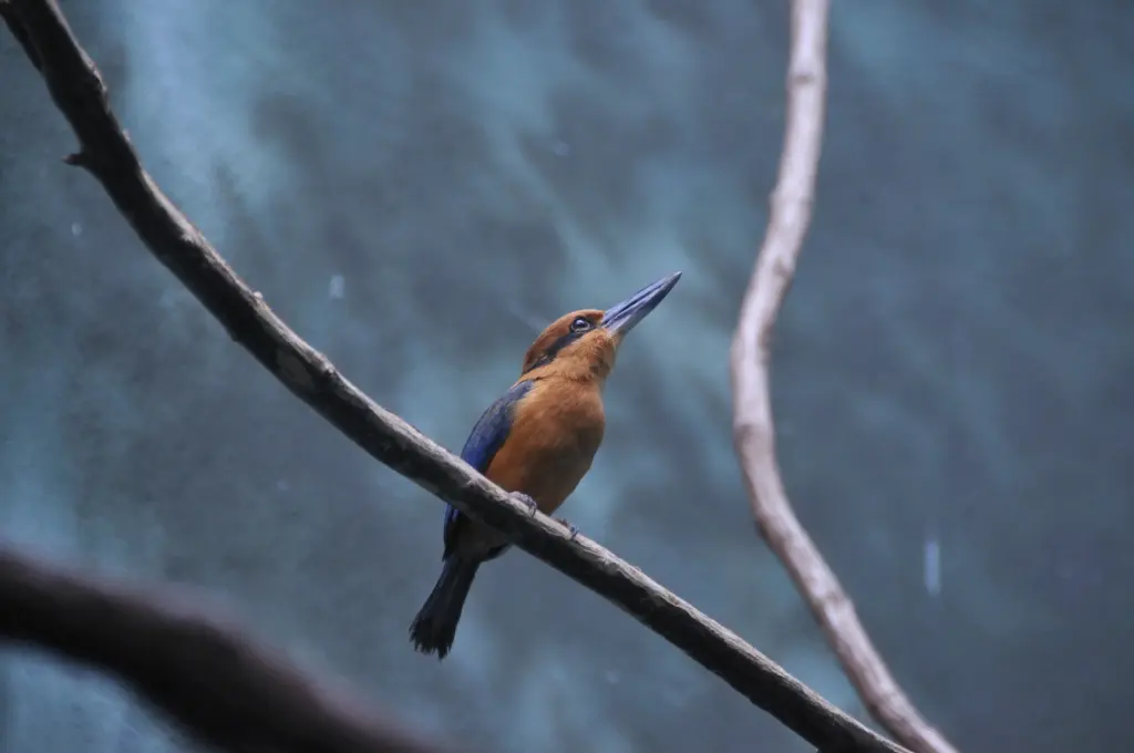桂红翡翠(Todiramphus cinnamominus)