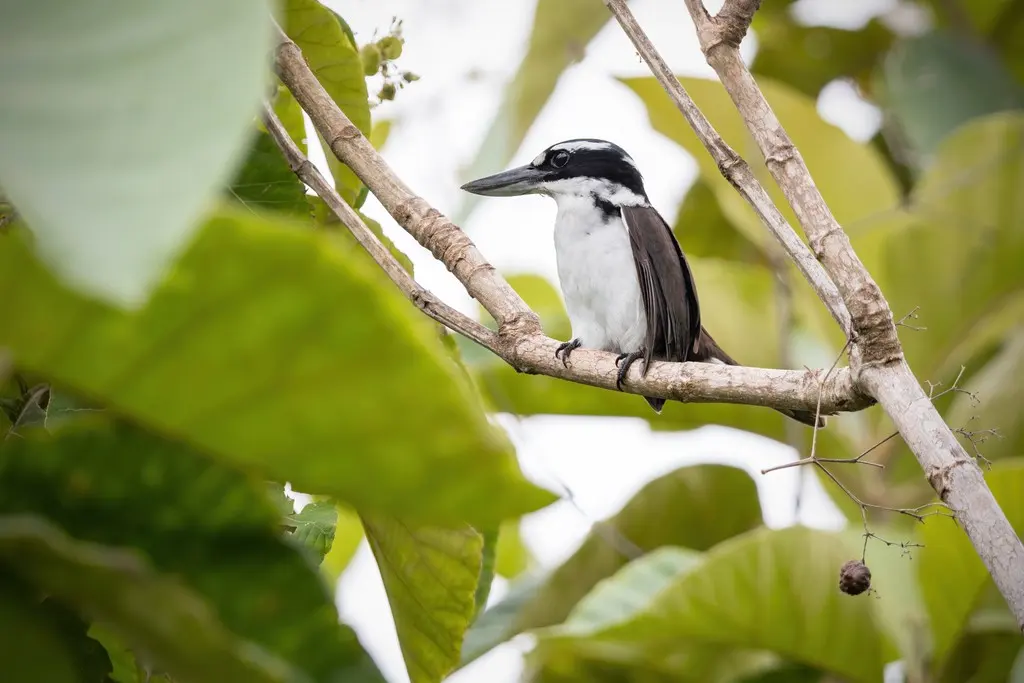 淡黑翡翠(Todiramphus funebris)