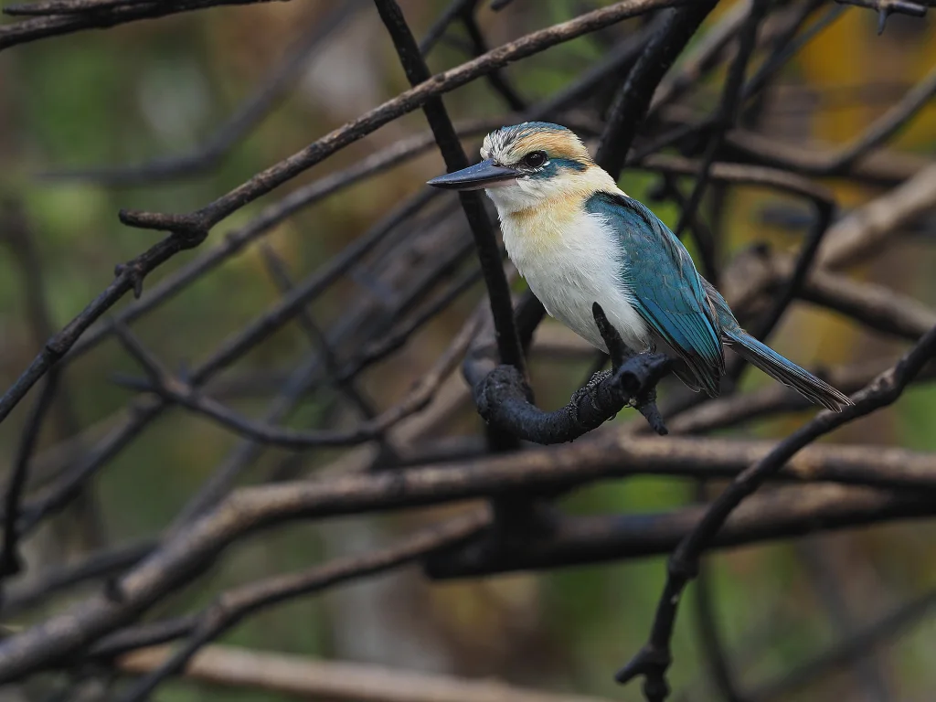 土岛翡翠(Todiramphus gambieri)