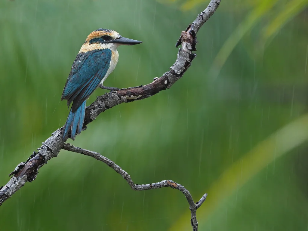 土岛翡翠(Todiramphus gambieri)