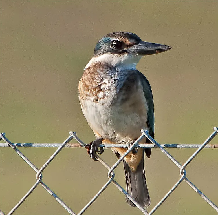 深蓝翡翠(Todiramphus leucopygius)