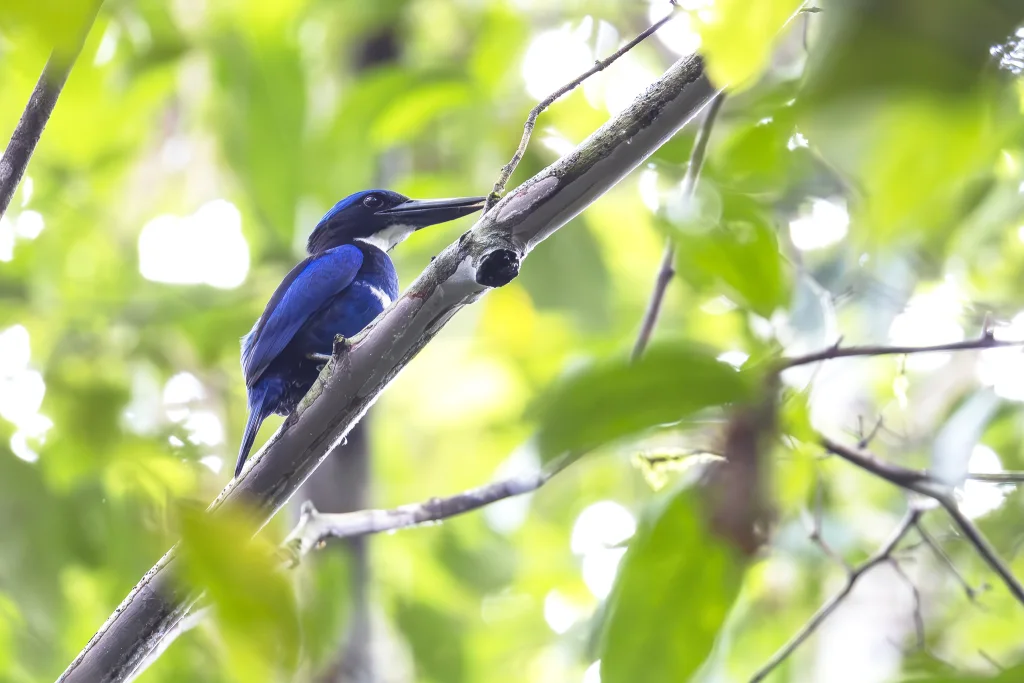 蓝黑翡翠(Todiramphus nigrocyaneus)