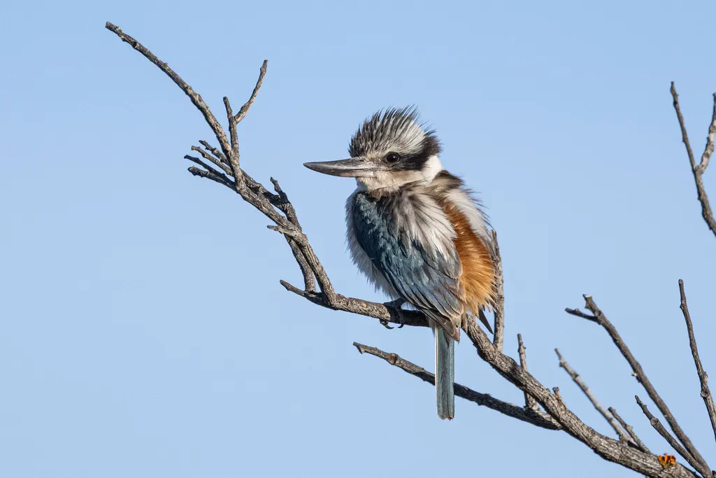 红背翡翠（Todiramphus pyrrhopygius）