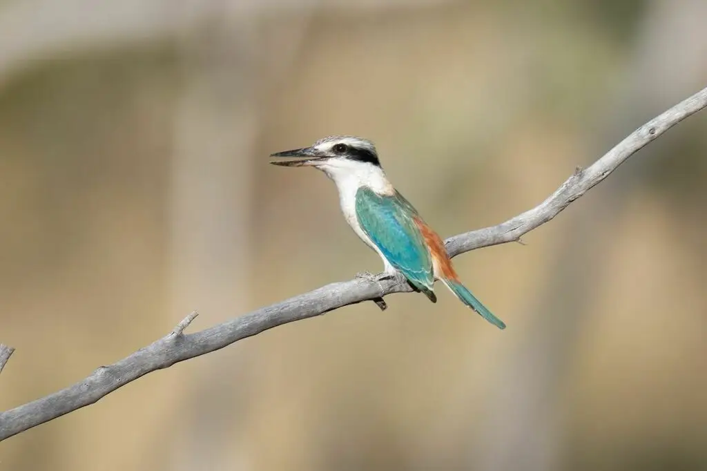 红背翡翠（Todiramphus pyrrhopygius）