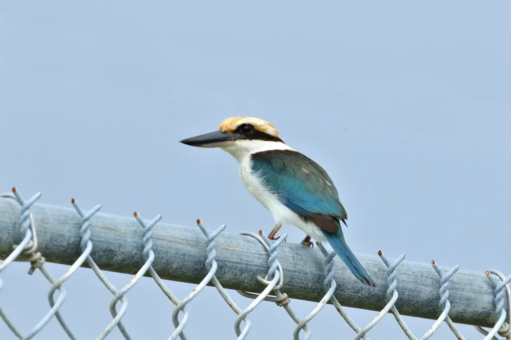 波岛翡翠(Todiramphus reichenbachii)