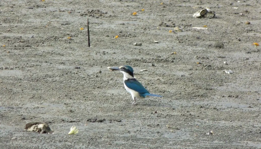 太平洋翡翠(Todiramphus sacer)