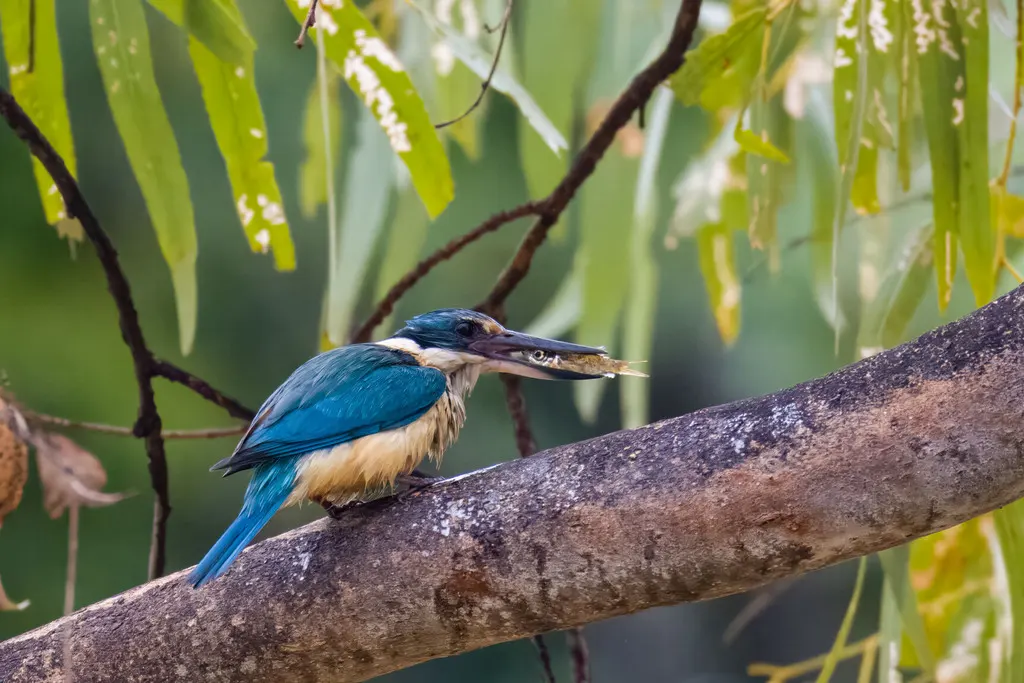 白眉翡翠(Todiramphus sanctus)