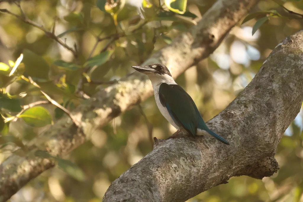托列斯翡翠(Todiramphus sordidus)