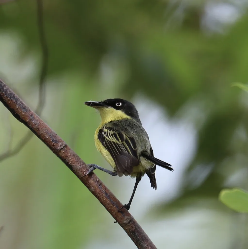 哑霸鹟(Todirostrum cinereum)