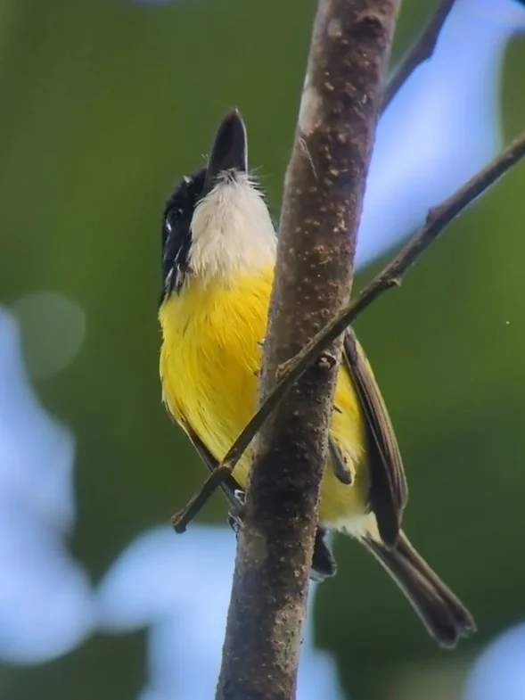 黑头哑霸鹟(Todirostrum nigriceps)