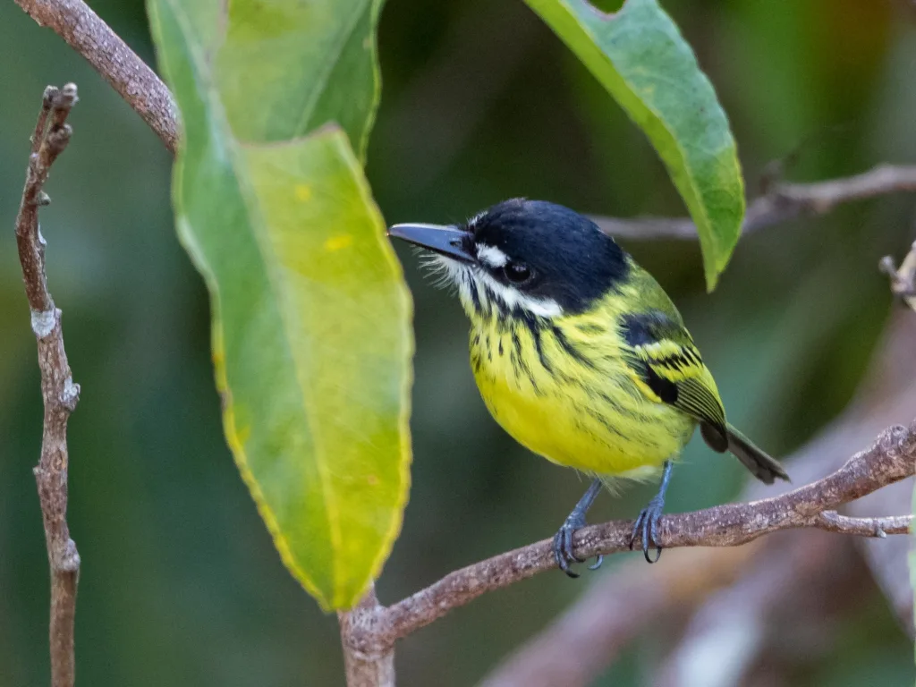 彩哑霸鹟(Todirostrum pictum)