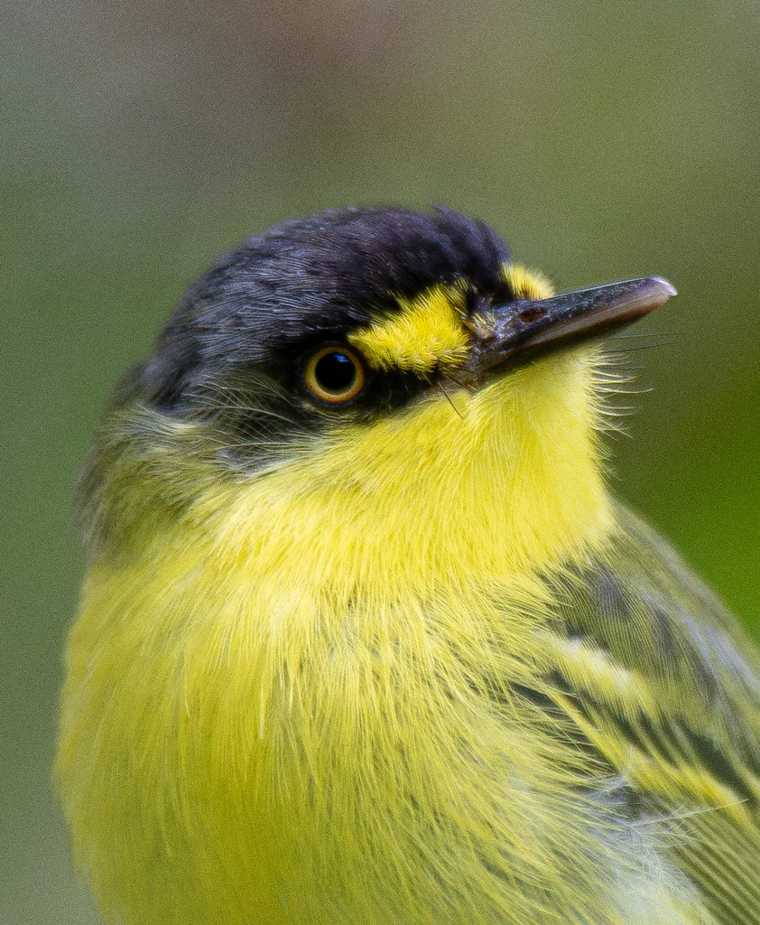 灰头哑霸鹟(Todirostrum poliocephalum)