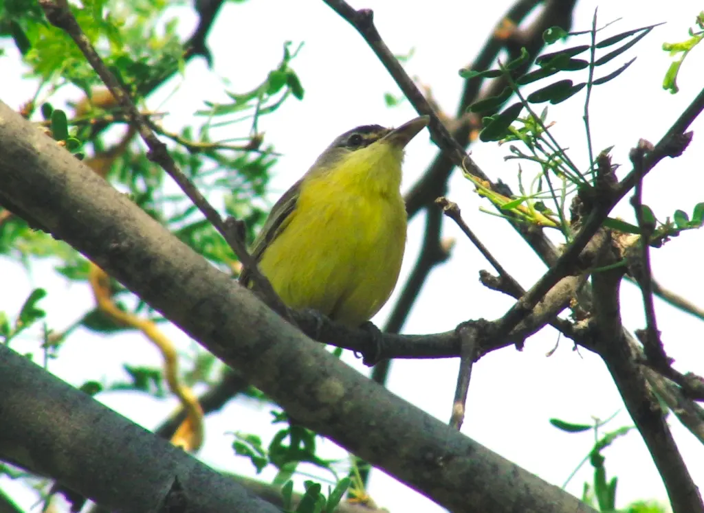 短尾哑霸鹟(Todirostrum viridanum)