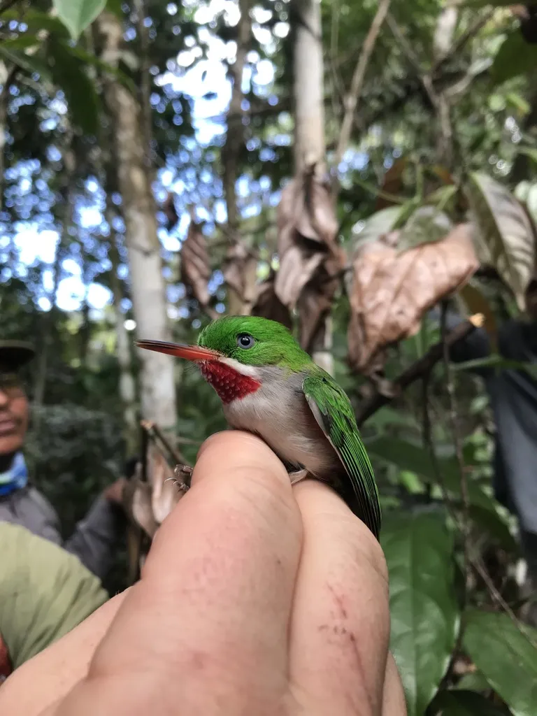 狭嘴短尾鴗(Todus angustirostris)