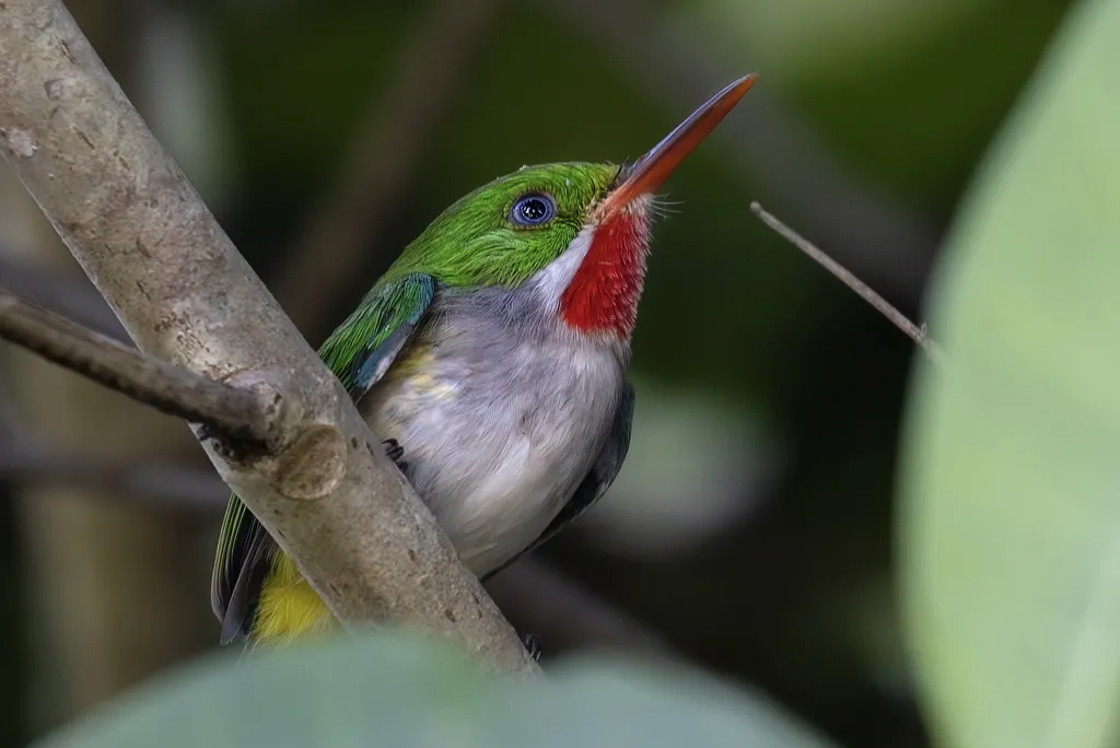 波多黎各短尾鴗(Todus mexicanus)