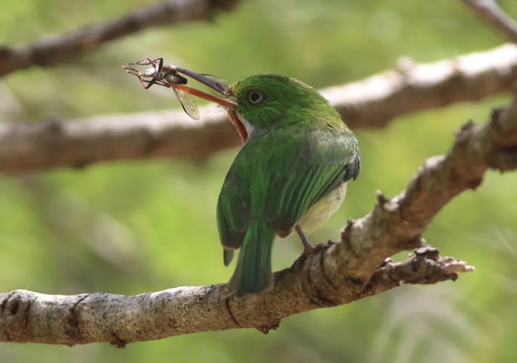 波多黎各短尾鴗(Todus mexicanus)