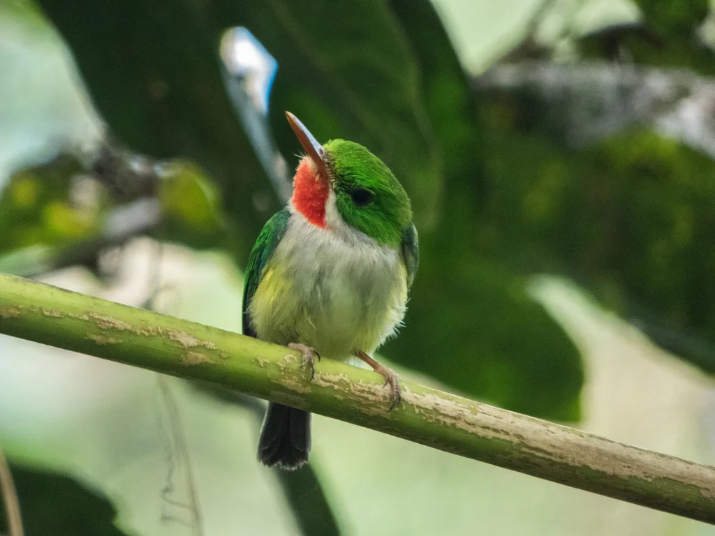 波多黎各短尾鴗(Todus mexicanus)
