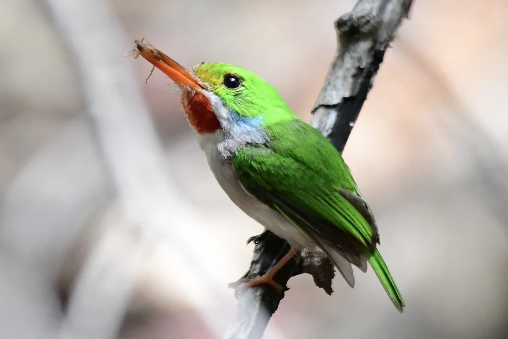 杂色短尾鴗（Todus multicolor）