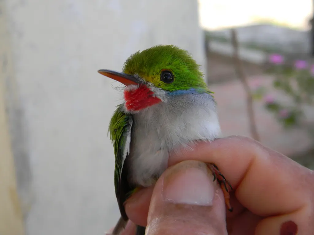 杂色短尾鴗（Todus multicolor）