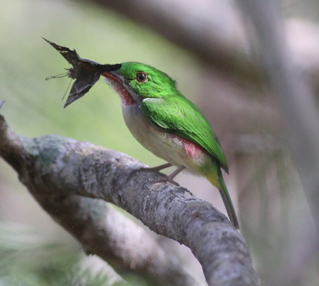阔嘴短尾鴗(Todus subulatus)