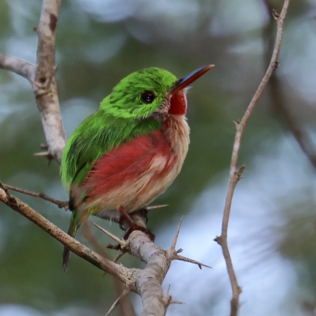 阔嘴短尾鴗(Todus subulatus)