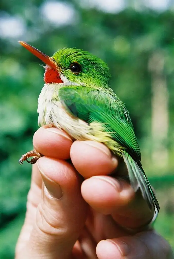 短尾鴗(Todus todus)
